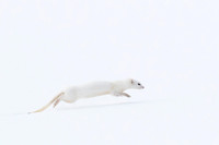 Ermine