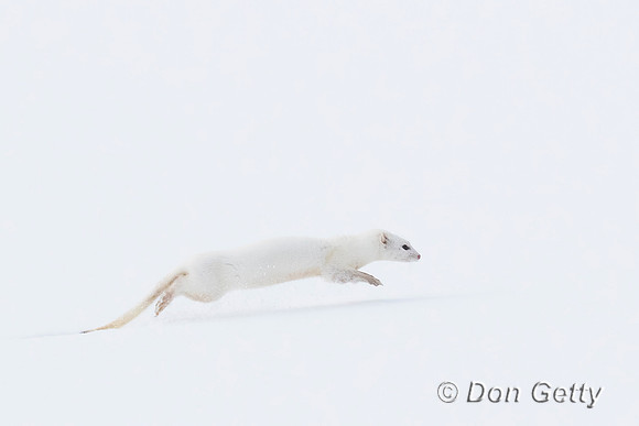 Ermine