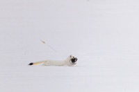 Ermine