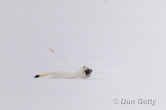 Ermine