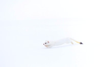 Ermine