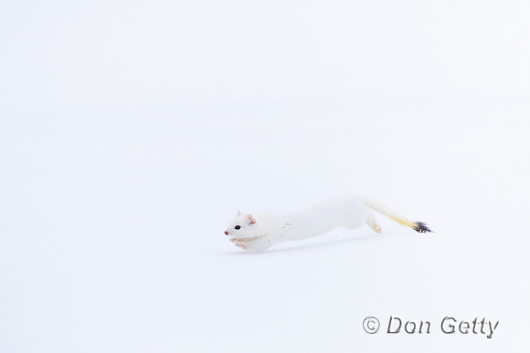 Ermine