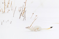 Ermine