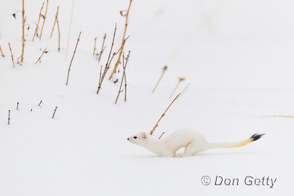 Ermine