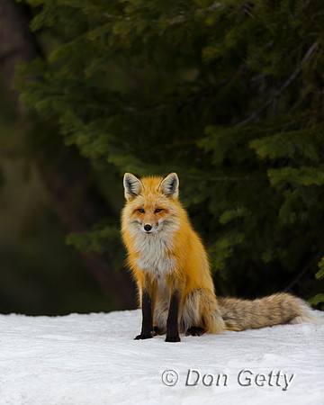 Red Fox