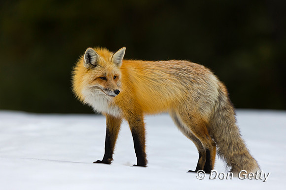 Red Fox