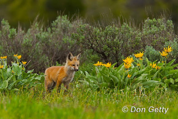 Red Fox