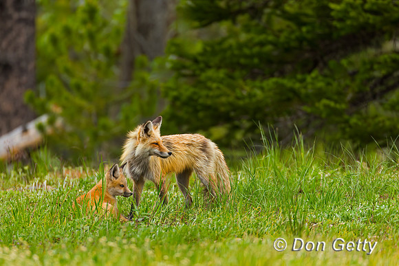 Red Fox