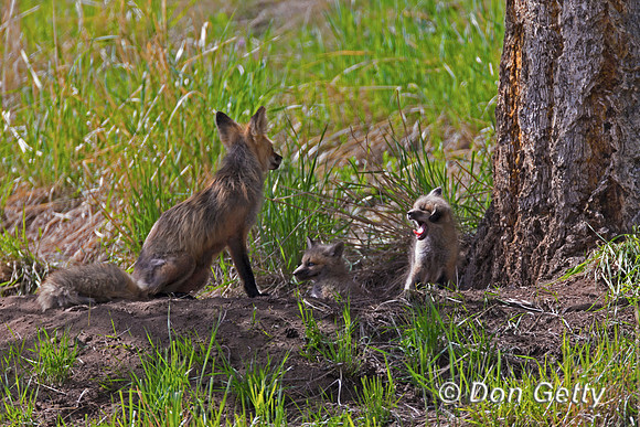 Red Fox