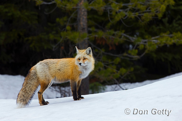 Red Fox