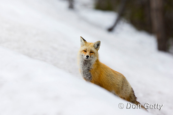 Red Fox