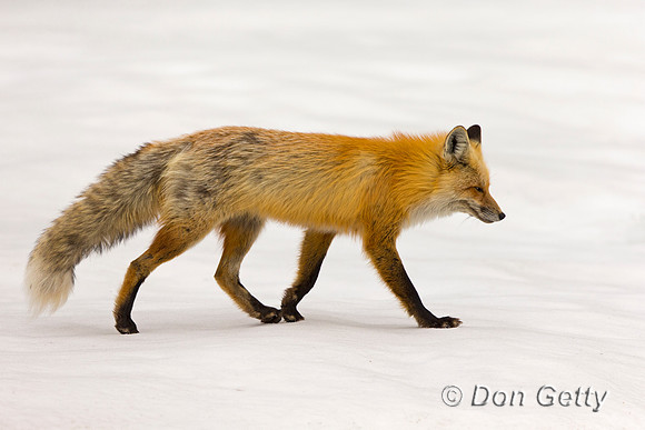 Red Fox