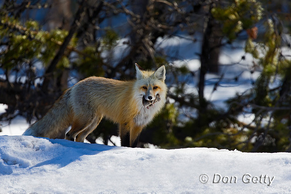 Red Fox