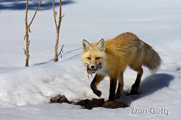 Red Fox
