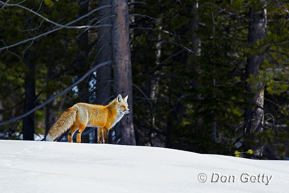 Red Fox