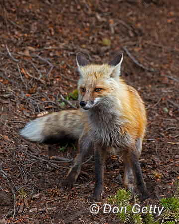 Red Fox