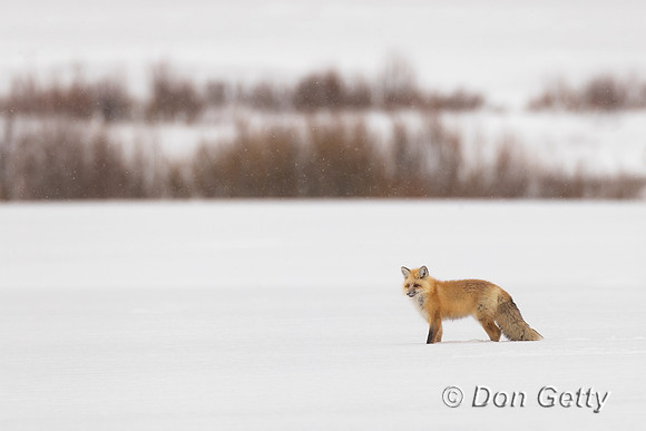 Red Fox