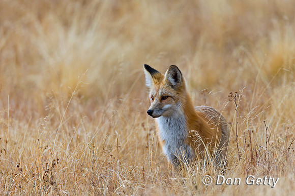Red Fox