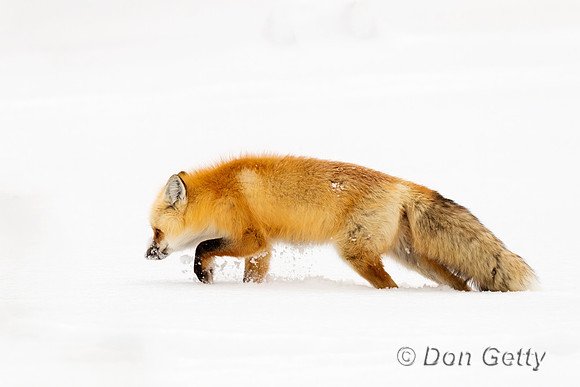 Red Fox