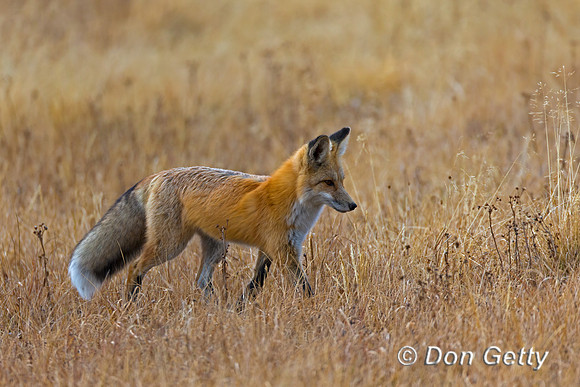 Red Fox