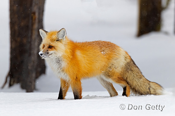 Fox_Red_A96I5308