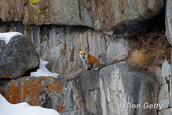 Red Fox