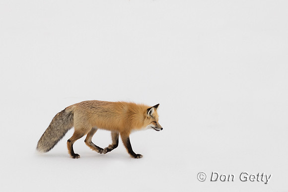 Red Fox