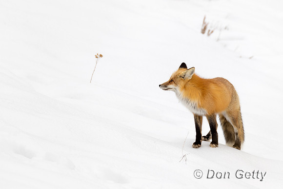 Red Fox