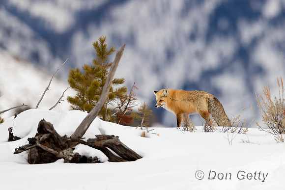 Red Fox