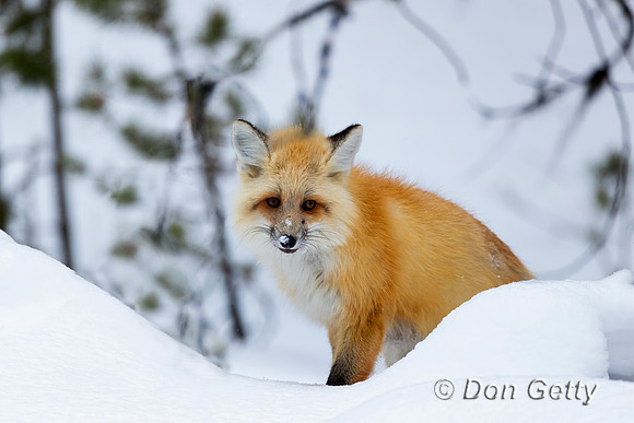 Fox_Red_A96I5324