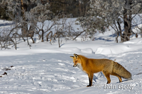Red Fox