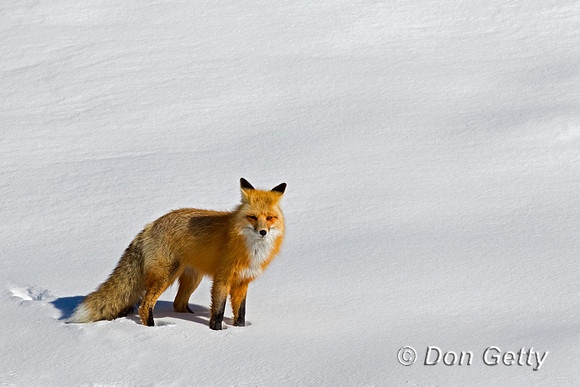 Red Fox