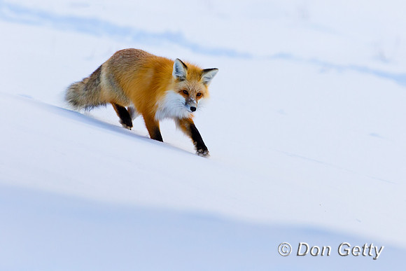 Red Fox