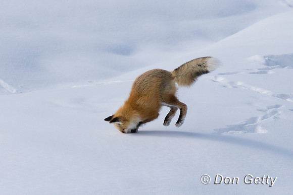 Red Fox