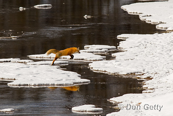 Red Fox