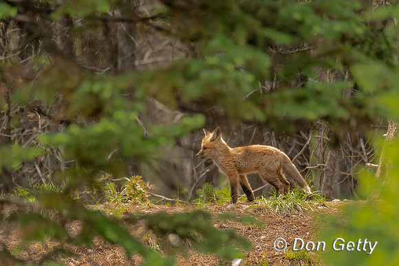 Red Fox