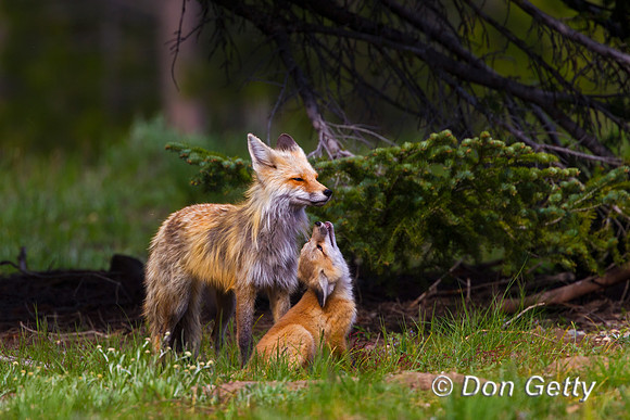 Red Fox
