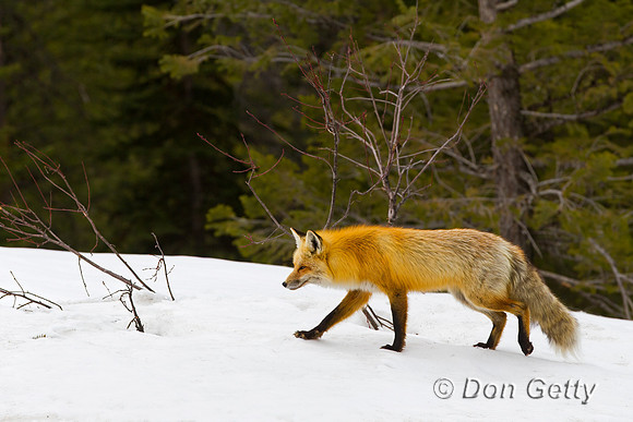 Red Fox