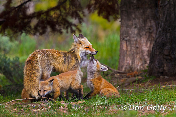 Red Fox