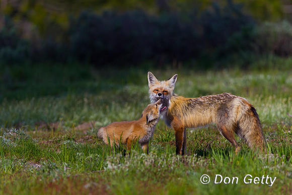 Red Fox
