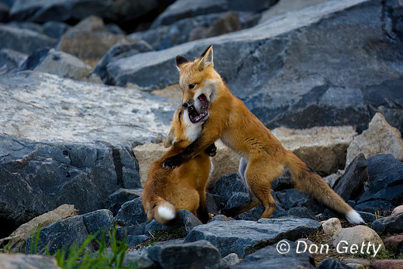 Red Fox