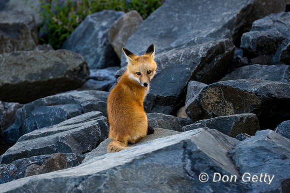 Red Fox