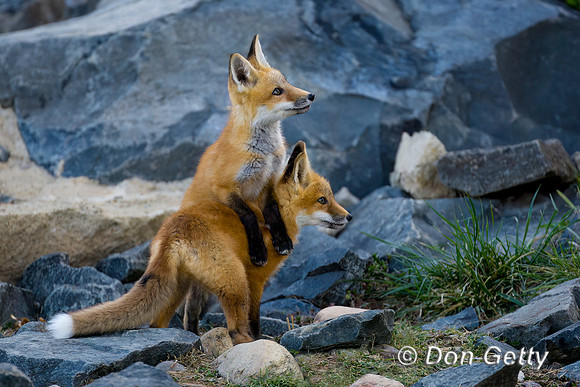 Red Fox