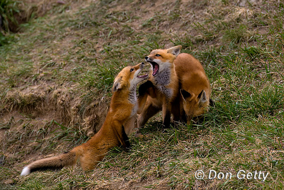 Red Fox