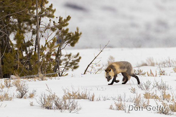 Cross Fox