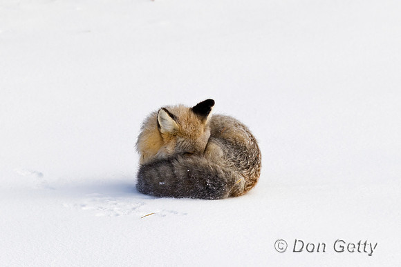 Cross Fox