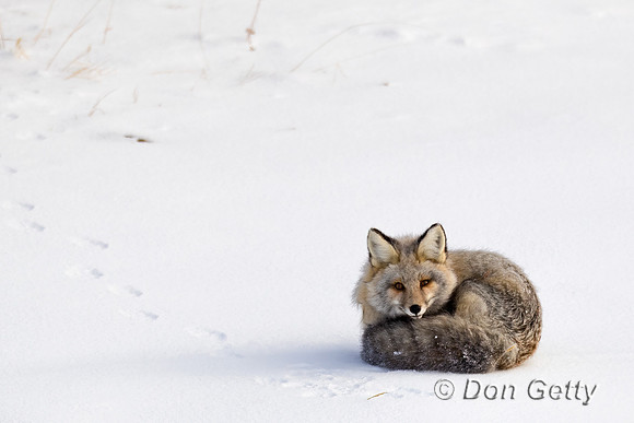 Cross Fox
