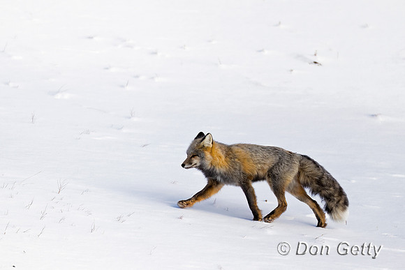 Cross Fox