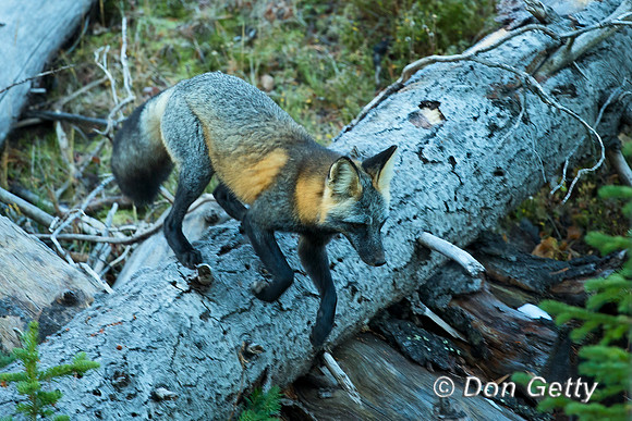 Cross Fox