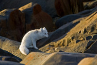 Arctic Fox